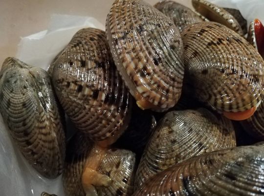 サツマアカガイ